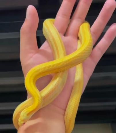 颜夕自繁宠物蛇出售-颜夕资源网-第29张图片