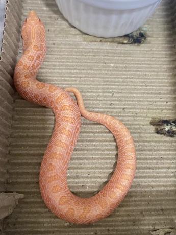 颜夕自繁宠物蛇出售-颜夕资源网-第28张图片