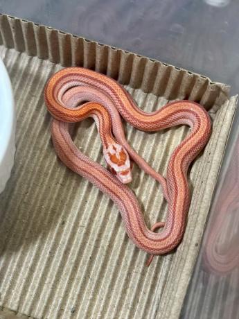 颜夕自繁宠物蛇出售-颜夕资源网-第20张图片