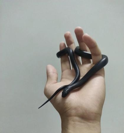 颜夕自繁宠物蛇出售-颜夕资源网-第18张图片