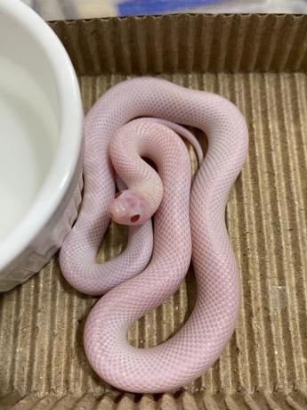 颜夕自繁宠物蛇出售-颜夕资源网-第25张图片