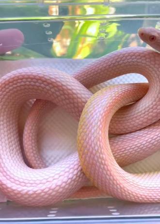 颜夕自繁宠物蛇出售-颜夕资源网-第22张图片