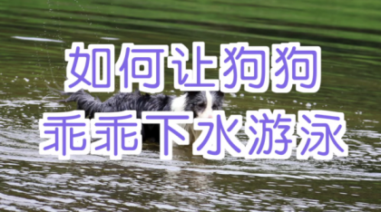 宠物训练-训狗教程Dog Training-颜夕资源网-第20张图片 宠物训练-训狗教程Dog Training-颜夕资源网-第20张图片