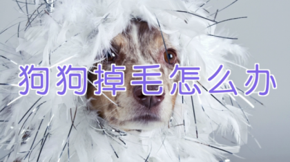 宠物训练-训狗教程Dog Training-颜夕资源网-第19张图片 宠物训练-训狗教程Dog Training-颜夕资源网-第19张图片